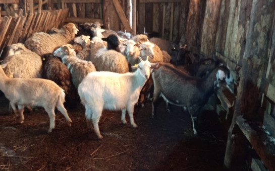 Эпизоотологический мониторинг по ящуру